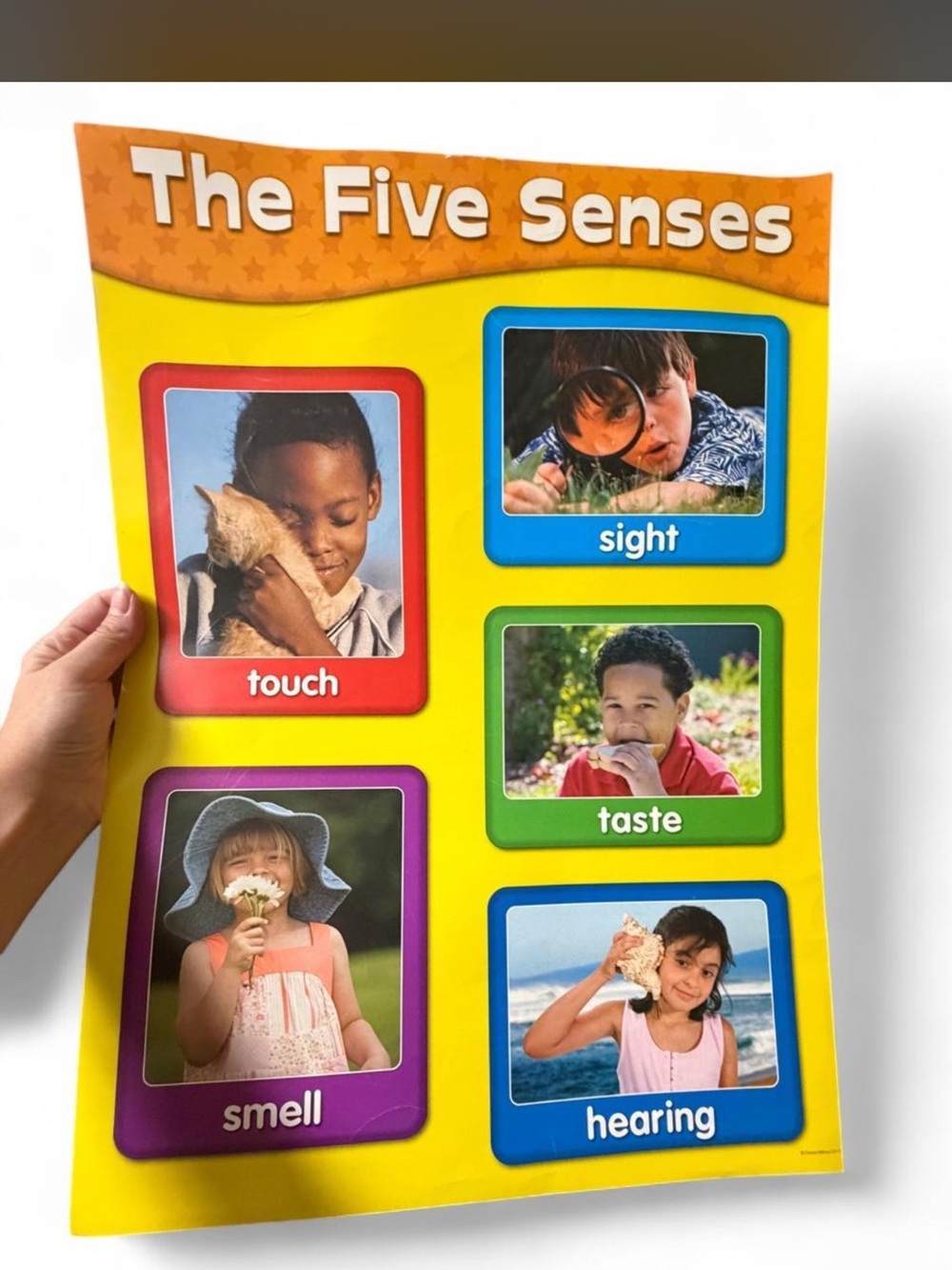 The Five Senses Educational Poster